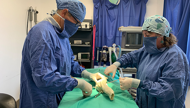 Chirurgiens vétérinaires pratiquant des interventions chirurgicales